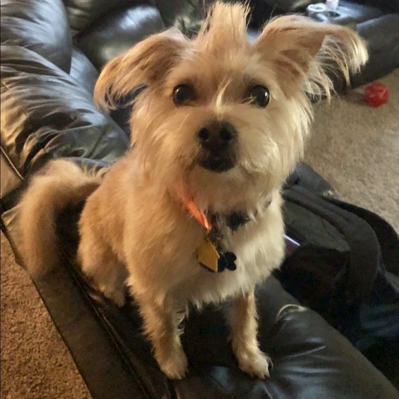 Meet your Posher, Giovanna - Picture 2 of 2